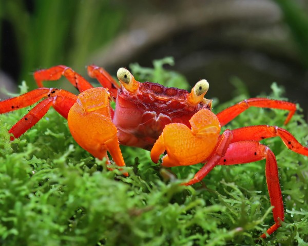 Vampire crab "Mandarin" - Geosesarma notophorum
