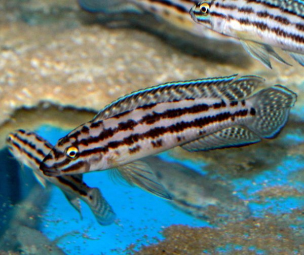 Julidochromis regani Kaseke - 8-10cm