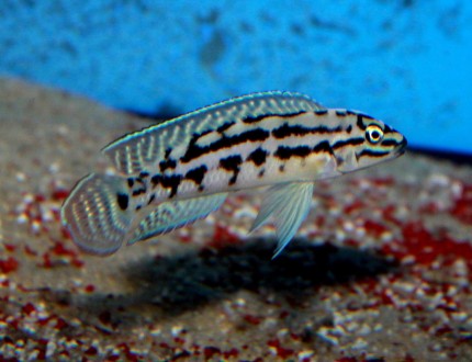 Julidochromis marlieri Magara - 7-9cm