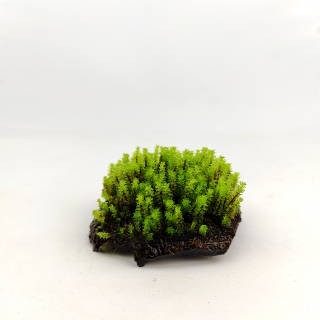 PlantMyTank - Coco Shelter 5-10 cm mit Distichophyllum sp., Rare-Moos