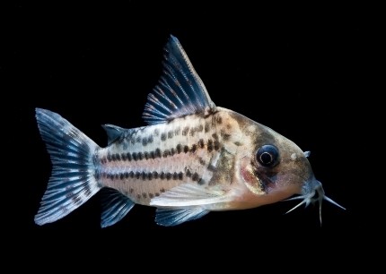 Eye stripe armored catfish - Corydoras schwartzi