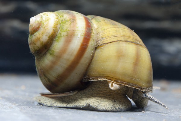 Swamp cover snail - Viviparus viviparus