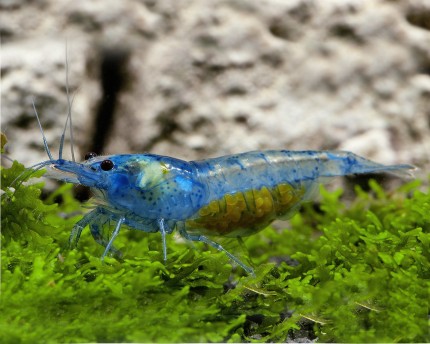 Bärande av Blue Jelly Shrimp - Neocaridina davidi 