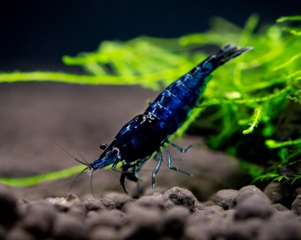 Blue Diamond shrimp - Neocaridina davidi