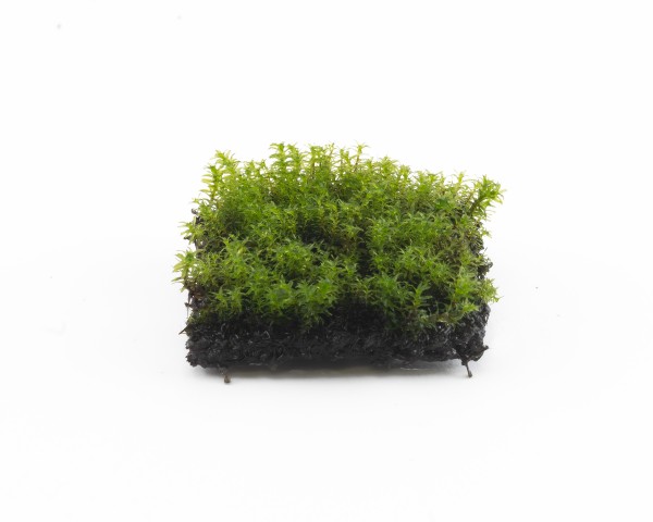 Natureholic moss pad - Fissidens hougouke - 2 x 2cm