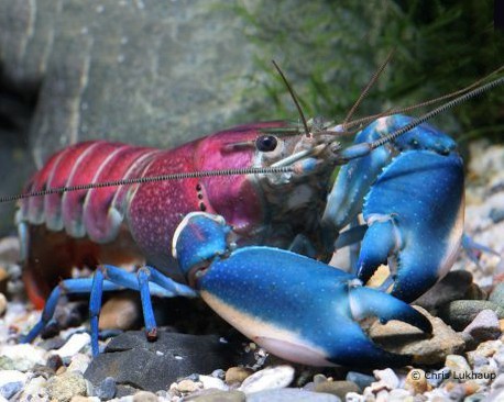 Blue-pink crayfish - Cherax pulcher