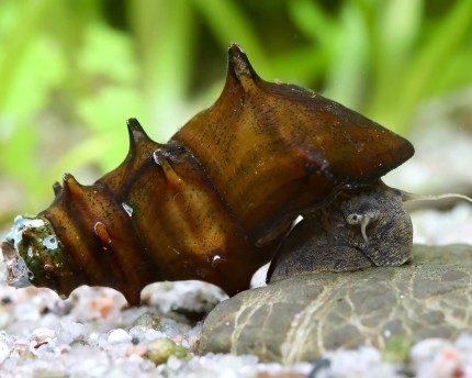 Escargot hérisson - Brotia armata