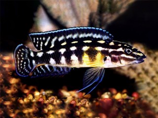 Julidochromis transcriptus Gombe - 7-10cm