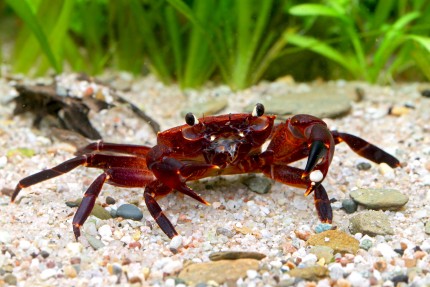 Crabe violet de Matanos - Syntripsa matanensis