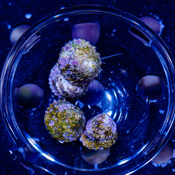 Tectus algae snail - Tectus fenestratum