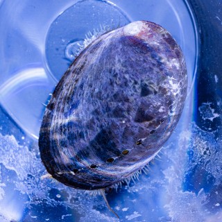 Abalone Seeohr – Haliotis sp