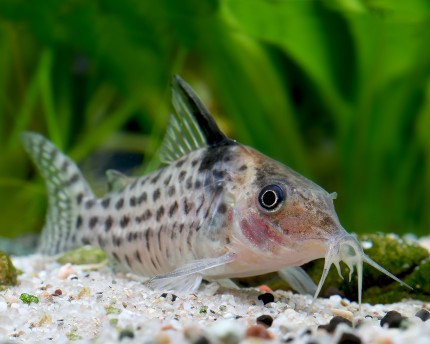 Silver striped catfish - Corydoras agassizii - DNZ