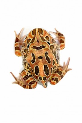 Cranwelli jewel horn frog 