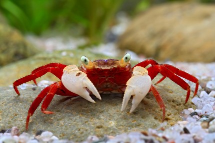 Crabe vampire 
