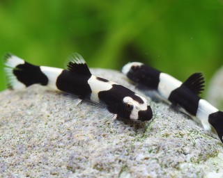 Pandaschmerle - Protomyzon pachychilus