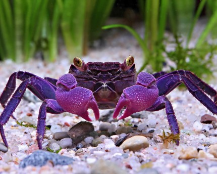 Crabe vampire - Geosesarma dennerle