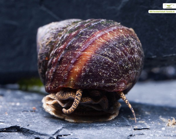 Purple Piano Snail / Brush Algae Snail - Taia naticoides