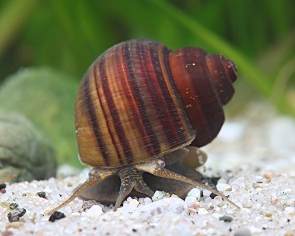 Grooved apple snail - Lanistes lybicus