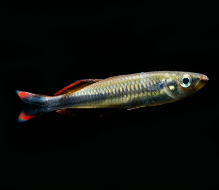 Rotschwanzährenfisch - Bedotia madagascariensis