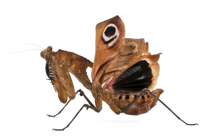 Riesen Totes Blatt Mantis - Deroplatys desiccata