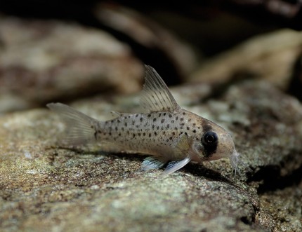 Spotted catfish - Corydoras atropersonatus
