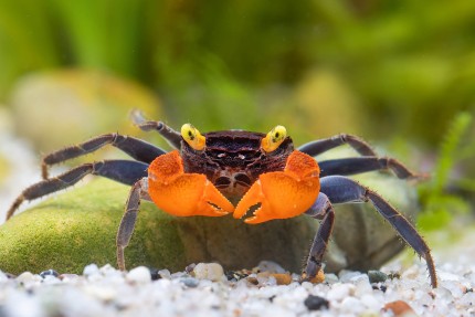 Vampire crab 