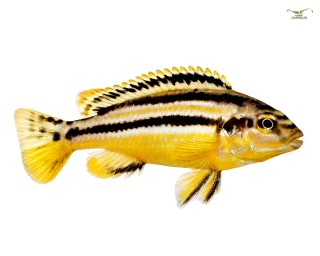 2x Türkis-Goldbarsch - Melanochromis auratus - Pärchen