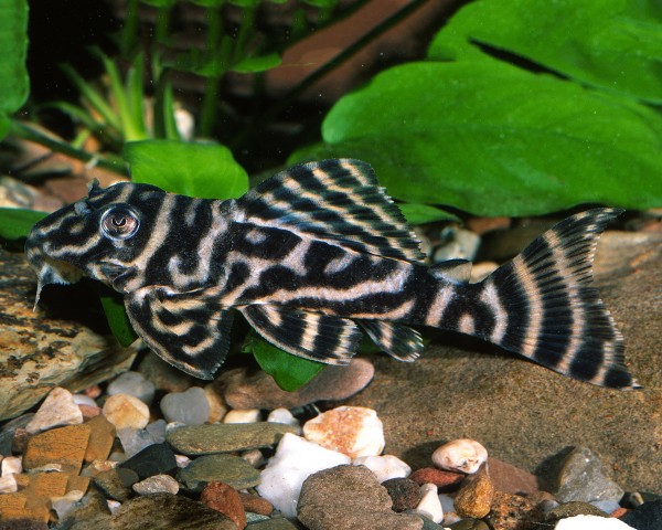 L270 - Chocolate Zebra Catfish - Hypancistrus sp. 5cm