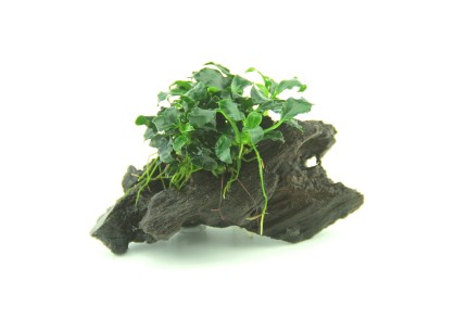 Zwergspeerblatt Kirin - Anubias Kirin Mini auf Nanowood 8x2 cm - Dennerle Wurzel bepflanzt