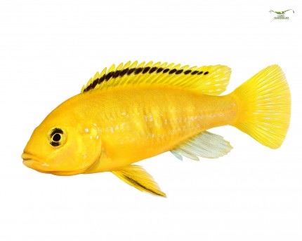 2 x Gelber Labidochromis 