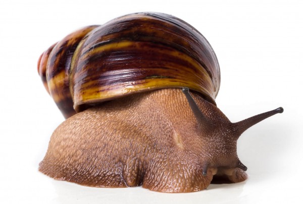 Velvet agate snail - Archachatina marginata suturalis