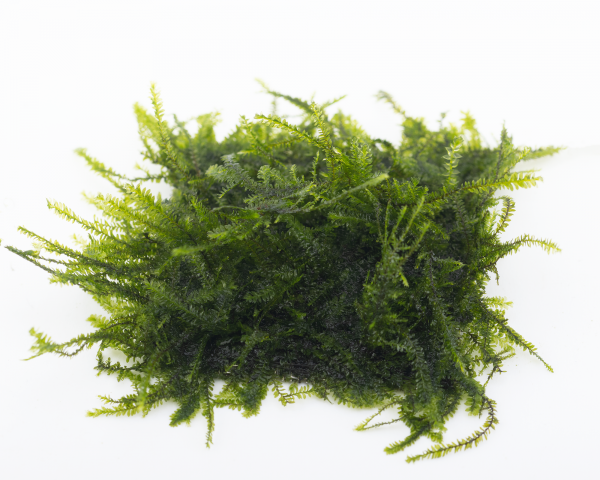 Natureholic Moss Pad - Pilotrichaceae sp. "Pilo moss" - 5 x 5cm