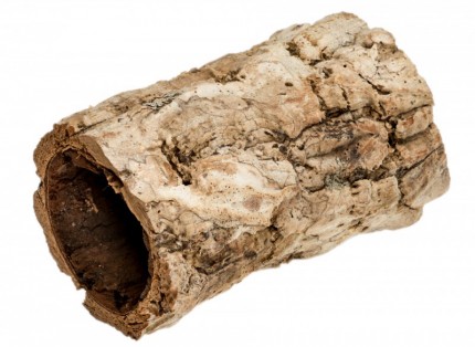 Cork oak mini - 10 cm