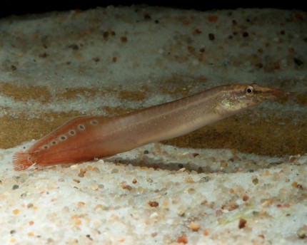 Eye-spotted spiny eel - Macrognathus aculeatus Red fin