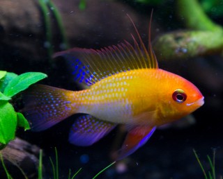 2 x butterfly cichlid 