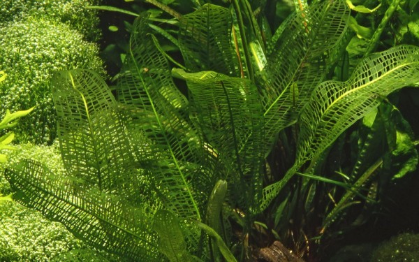 Madagascar lattice plant - Aponogeton madagascariensis - tuber
