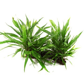 Java fern - Microsorum pteropus - Tropica plant on roots