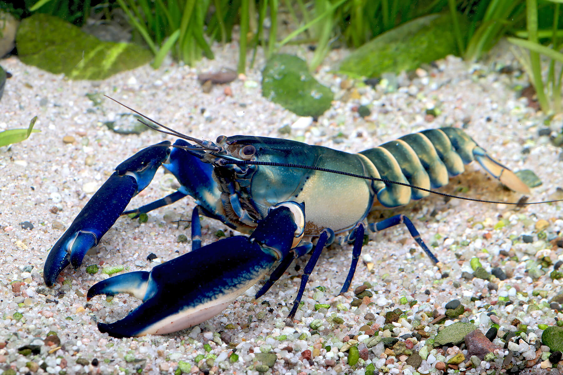 Green Hornet crayfish - Cherax sp. | Crabs | Crabs | Invertebrates & Co. |  Garnelio EN