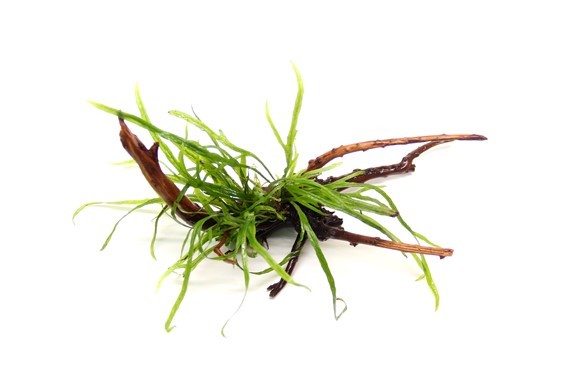 Javafarn Trident - Microsorum pteropus Trident auf Spiderwood 15x8x14 cm - Dennerle Wurzel bepflanzt