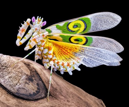 Afrikanische Blütenmantis - Pseudocreobotra wahlbergii