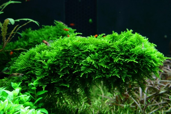 Weihnachtsbaummoos - Vesicularia montagnei "Christmas Moss" - Tropica Portion