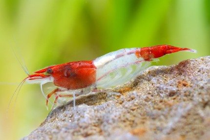 Red Rili Crevette, Kohaku Shrimp - Neocaridina davidi 