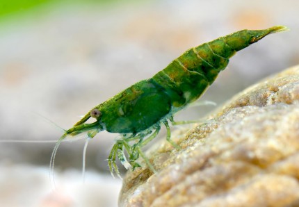 Green Jade Shrimp - Neocaridina davidi 