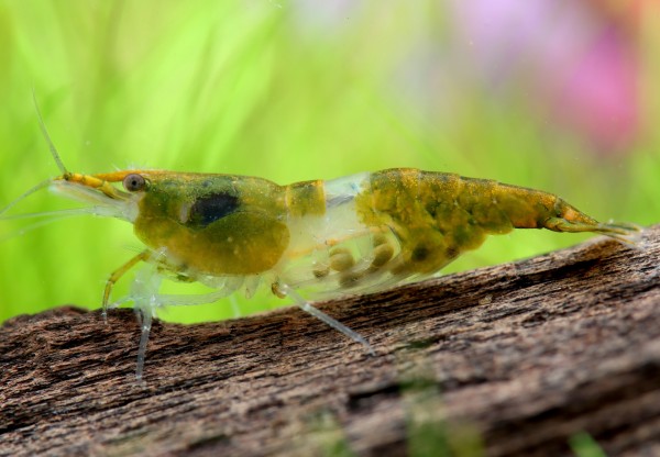 Carrying Green Rili Shrimp - Neocaridina davidi