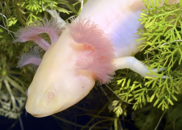 Axolotl "Albino" - Ambystoma mexicanum - DNZ