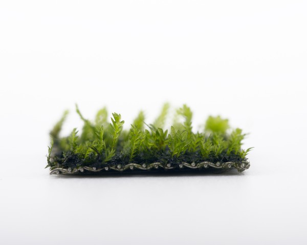 Natureholic Moss Pad - Fissidens tossua - 2 x 2cm