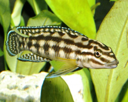 2x Cichlidés élancés Dickfeldi - Julidochromis dickfeldi - 5cm