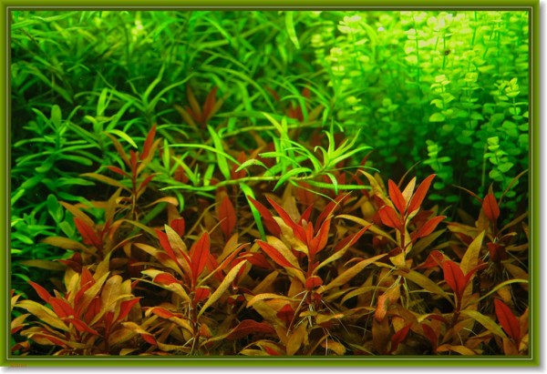 Mélange de plantes aquatiques - 5 pots
