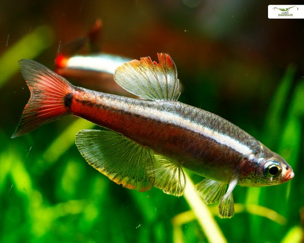 Kardinalfisch "Schleier" - Tanichthys albonubes "Long fin"