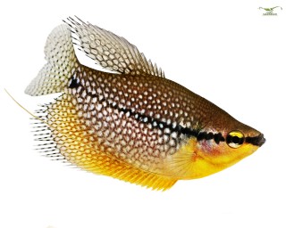 Mosaikfadenfisch - Trichogaster leeri - Einzeltier